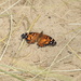 Beach butterfly  by amyk