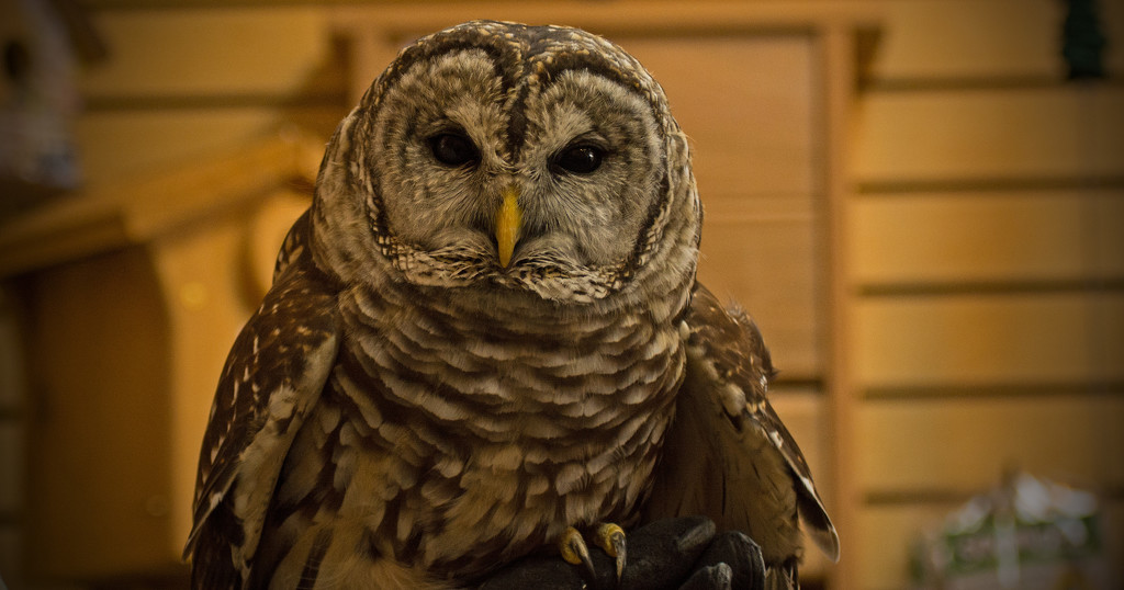 Barred Owl ! by rickster549