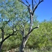 The scruffy Mesquite by louannwarren