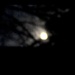 Full moon seen through tree branches by bruni