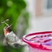 Hummingbird vs Ant #2 by mamabec