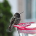 Hummingbird vs Ant #9 by mamabec