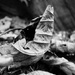 Leaf by mattjcuk