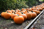 14th Oct 2017 - ~Pumpkin Train Ride~