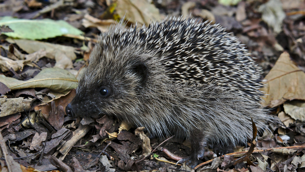 Young Hedgehog by phil_howcroft