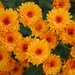 Mums the Word by alophoto
