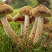 Fungi by flowerfairyann