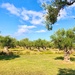 olive grove by 365projectdrewpdavies