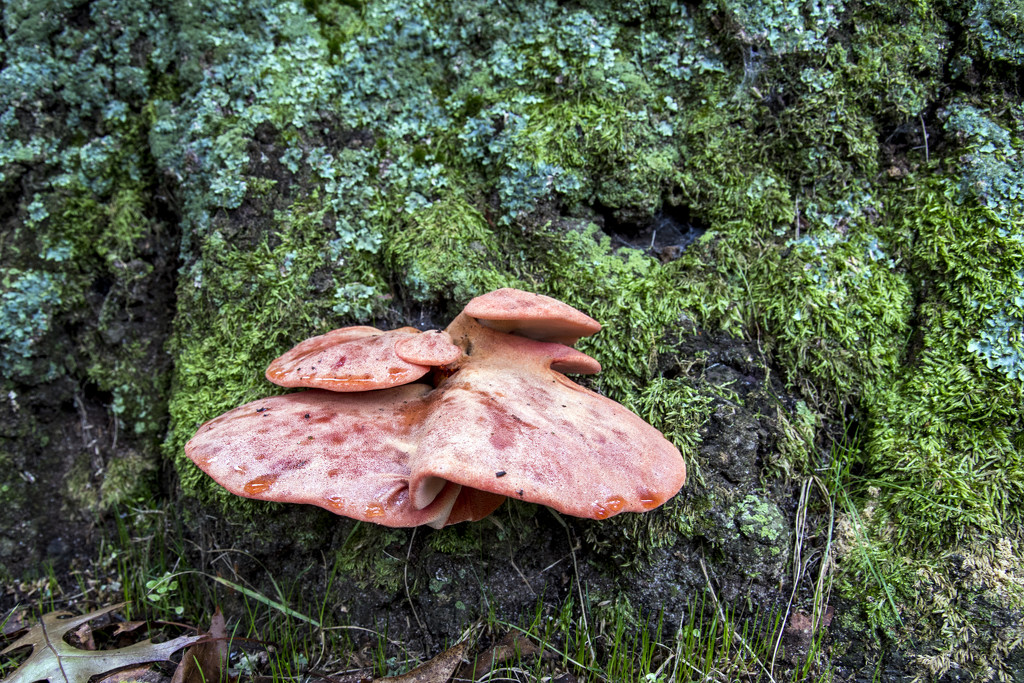 Tree Fungi by hjbenson
