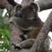 mine mine mine by koalagardens