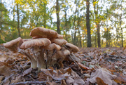 15th Oct 2017 - Wide Angle Mushrooms