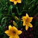 Rain Drenched Day Lilies ~ by happysnaps
