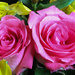 Pretty pink roses by mittens