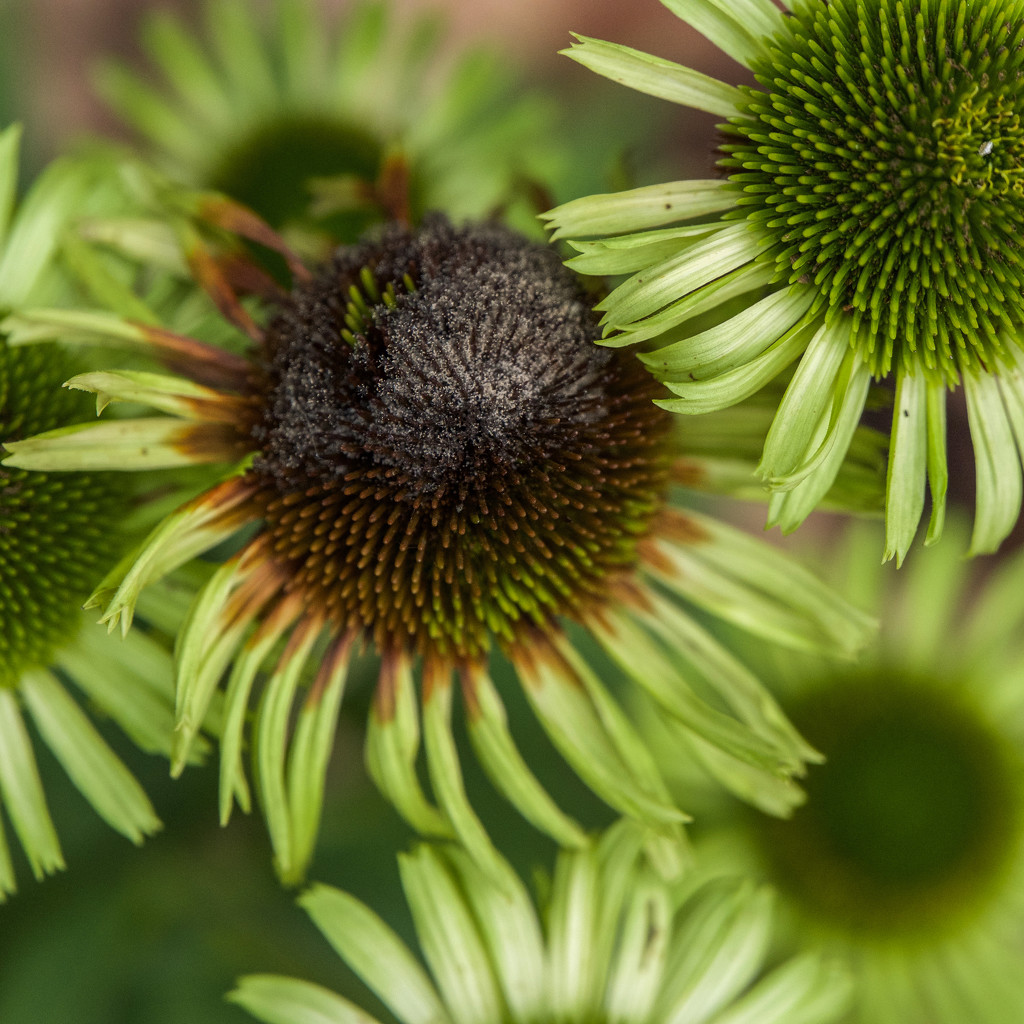 Echinacea's end is near by berelaxed