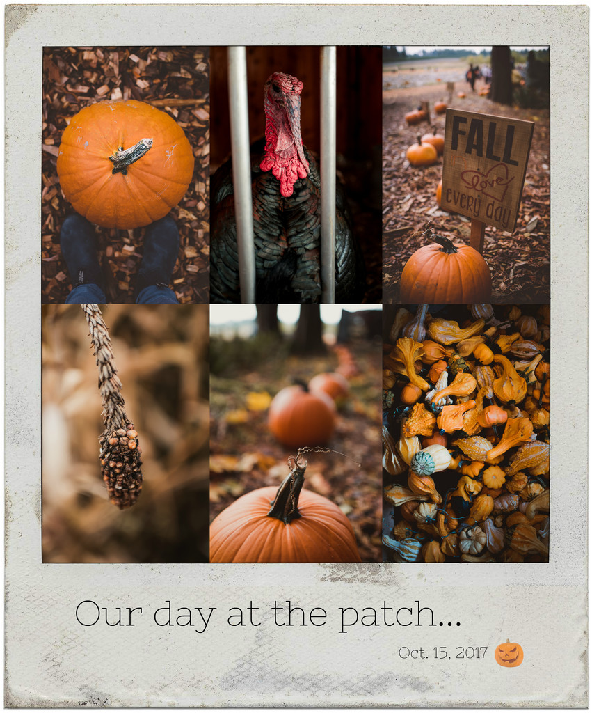 Pumpkin patch by kwind
