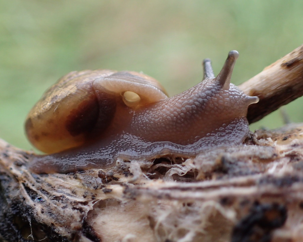 A Peek Inside A Snail's Home by cjwhite