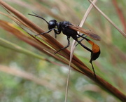 15th Oct 2017 - Thread Waisted Wasp