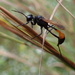 Thread Waisted Wasp by cjwhite