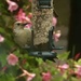 Woodpecker at the feeder by amyk