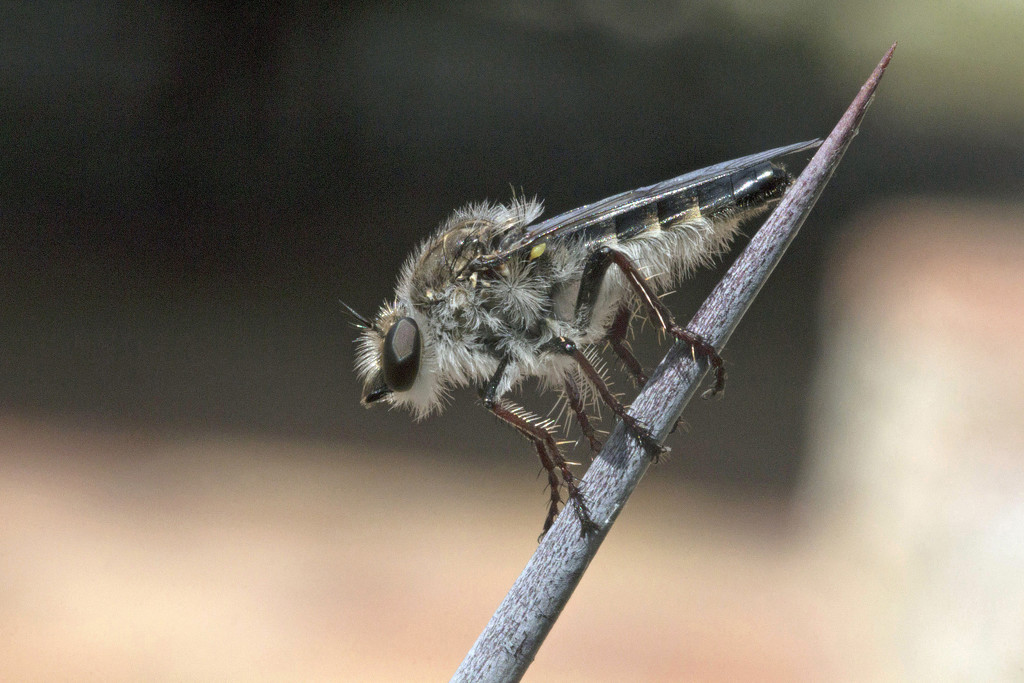 Robber Fly by gaylewood
