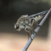 Robber Fly by gaylewood