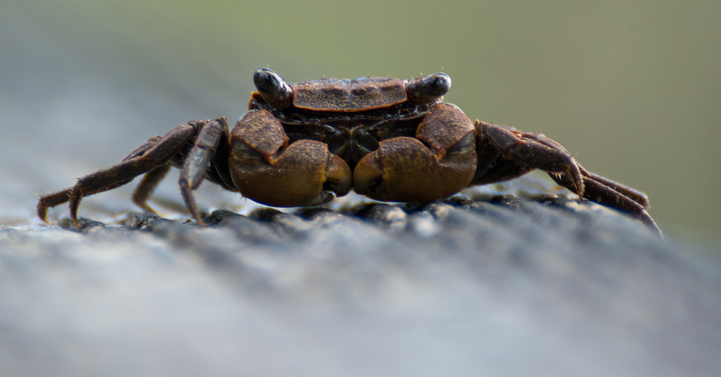 Crab on the Hand Rail! by rickster549