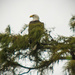Bald Eagle Teasing Me! by rickster549