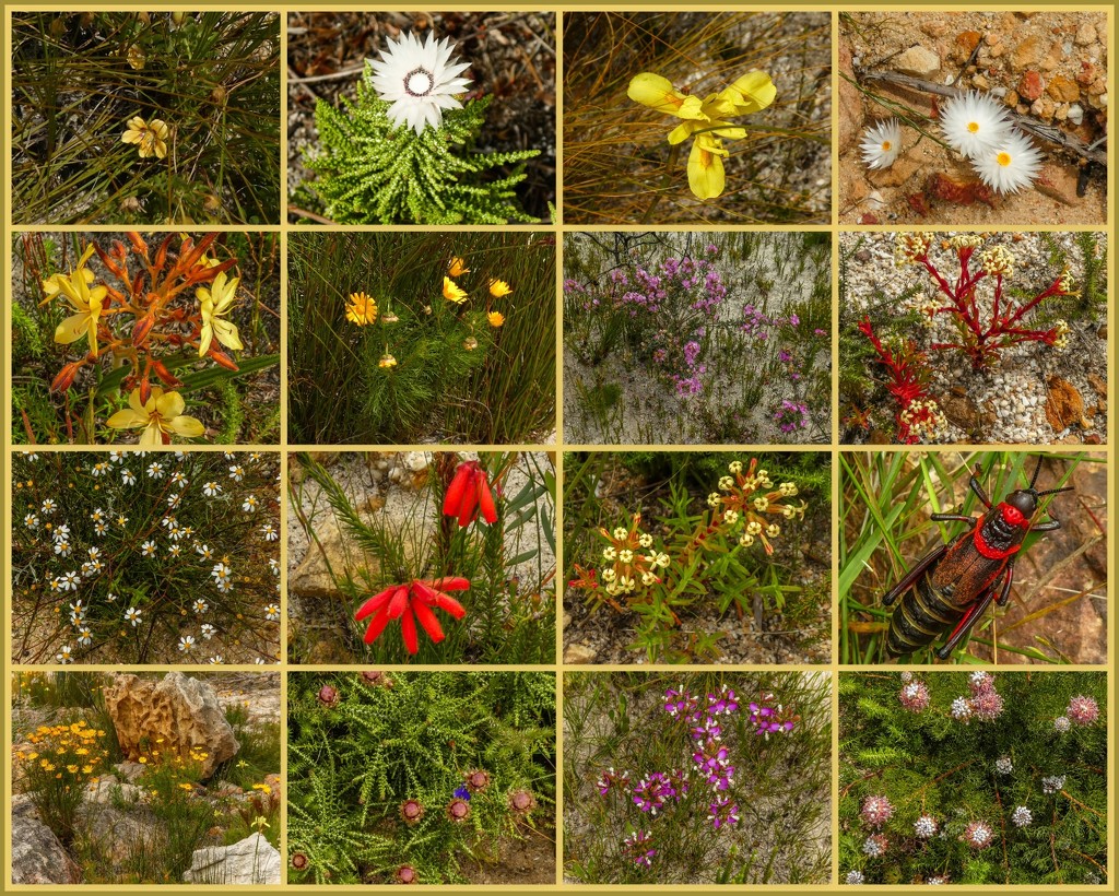 So many new wild flowers after the fire........... by ludwigsdiana