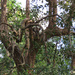 the magical tree by koalagardens