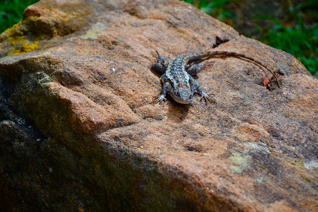 “I don’t care how close you get with that camera, this rock is warm and I’m not leaving!” by louannwarren