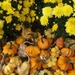 Looks Like Autumn by linnypinny