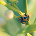 ladybug by annied