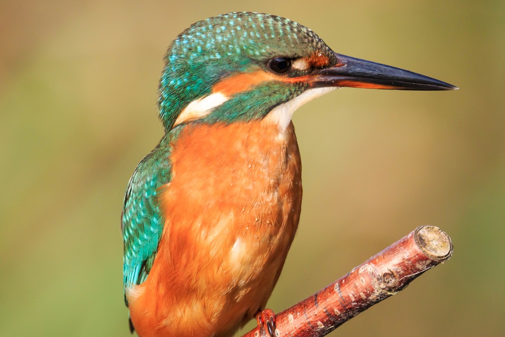 Female Kingfisher so close by padlock