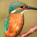 Female Kingfisher so close by padlock