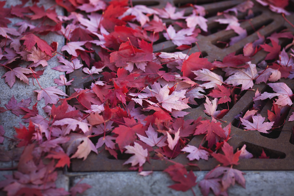 Fall leaves by kiwichick