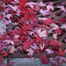 Fall leaves by kiwichick