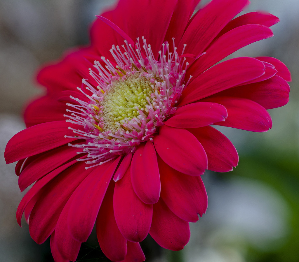 Gerbera Flower by tonygig