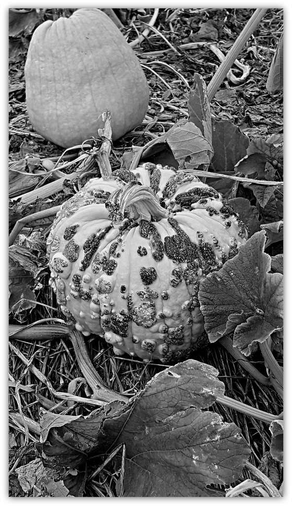 In The Pumpkin Patch  by jo38