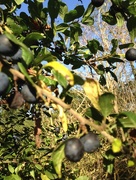 3rd Oct 2017 - Blue skies and black sloes
