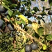 Blue skies and black sloes by helenmoss