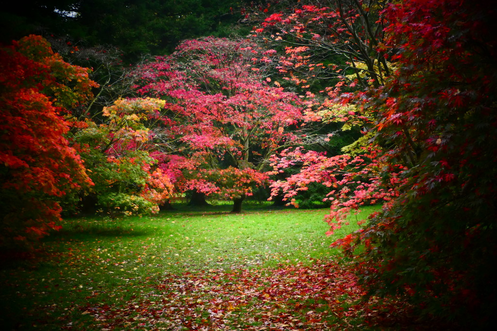 Westonbirt  Arboretum by carole_sandford