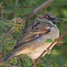 Sweet House Sparrow by gaylewood