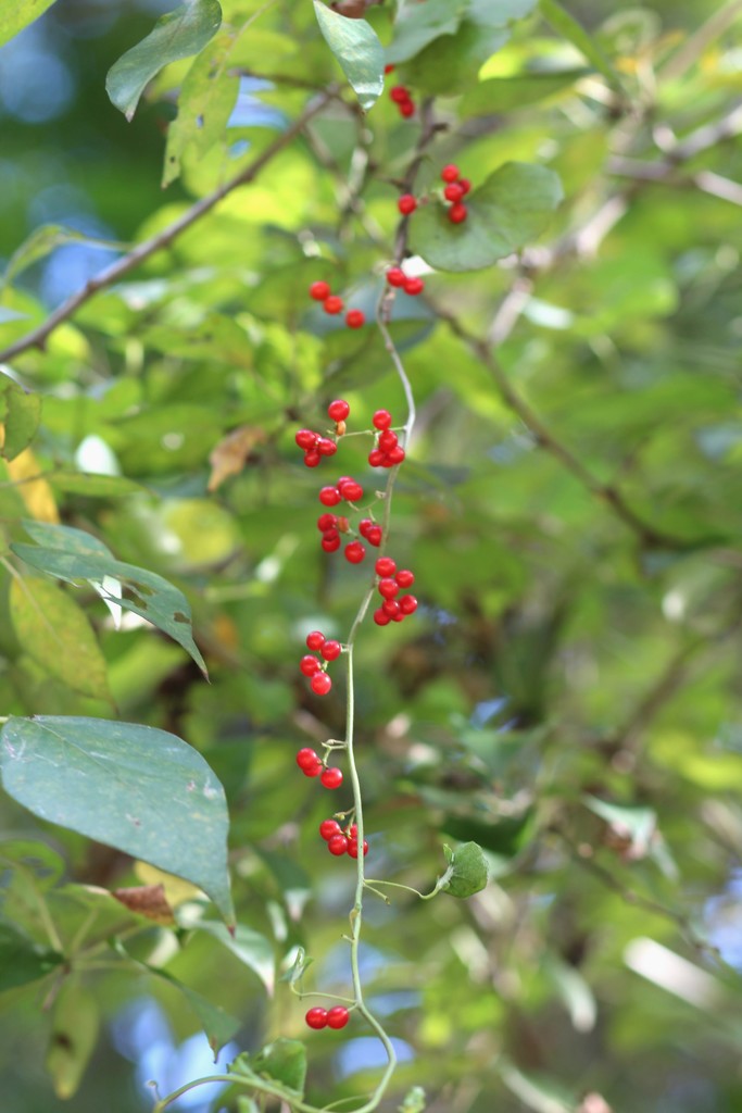 A Strand of Berries by judyc57