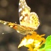 Butterfly Bokeh by 365projectorgkaty2