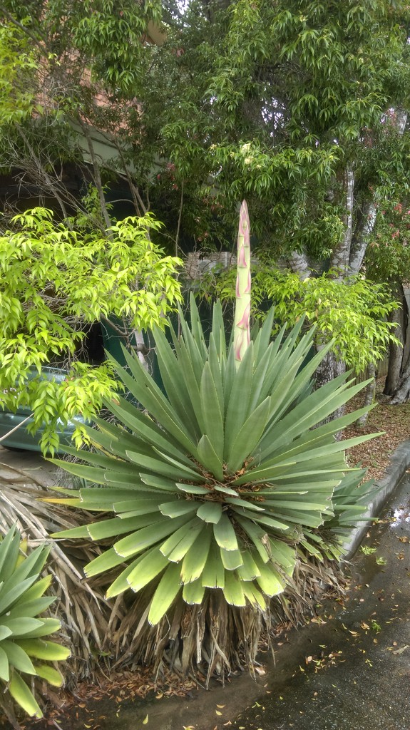 Another Agave Flowering! by mozette