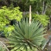 Another Agave Flowering! by mozette