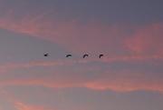 16th Oct 2017 - Geese at sunset