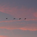 Geese at sunset by homeschoolmom