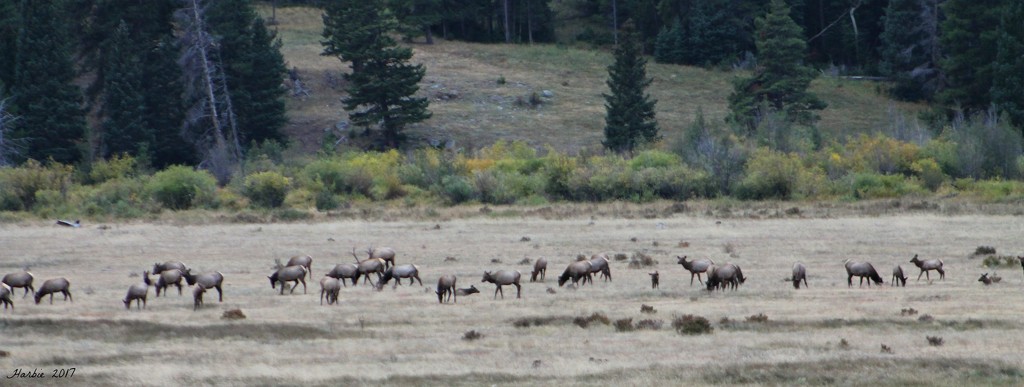 Herd of Elk by harbie