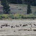 Herd of Elk by harbie